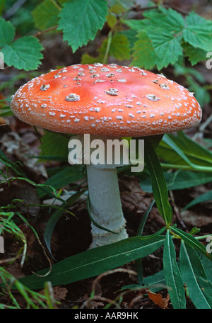 Der AMINITA MASCARIA Agalychnis Callidryas Pilz wächst unter den üppigen Regenwald Unterholz KENAI-Halbinsel ALASKA Stockfoto