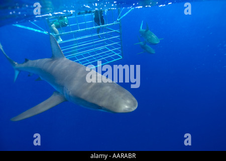 Thrill Seekers Erfahrung Käfigtauchen mit Galapagos Haie Carcharhinus Galapagensis Nordküste Oahu Hawaii USA Stockfoto