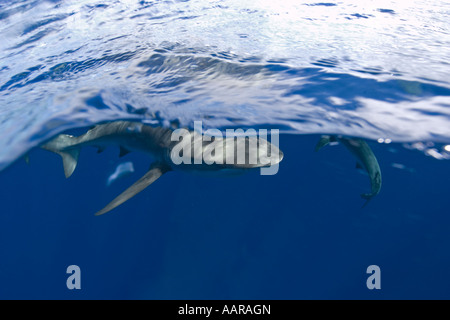 Galapagos Haie Carcharhinus Galapagensis schwimmen in der Nähe der Oberfläche Nordküste Oahu Hawaii USA Stockfoto