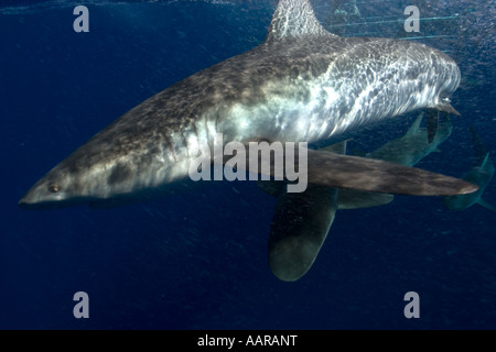 Käfigtauchen mit Galapagos Haie Carcharhinus Galapagensis Nordküste Oahu Hawaii USA Stockfoto