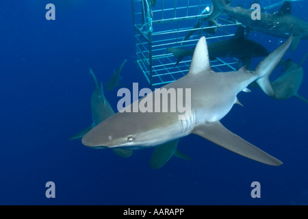 Thrill Seekers Erfahrung Käfigtauchen mit Galapagos Haie Carcharhinus Galapagensis Nordküste Oahu Hawaii USA Stockfoto