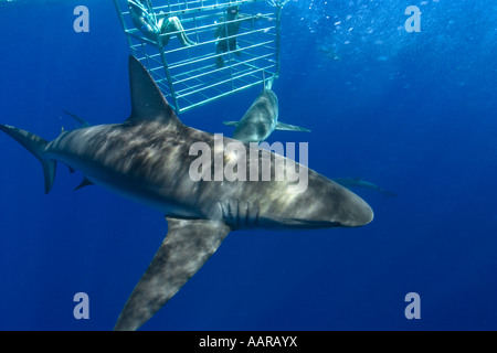 Thrill Seekers Erfahrung Käfigtauchen mit Galapagos Haie Carcharhinus Galapagensis Nordküste Oahu Hawaii USA Stockfoto