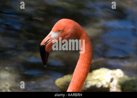 Amerikanische Flamingo Phoenicopterus ruber Homosassa Springs Wildlife State Park, Florida, USA Stockfoto