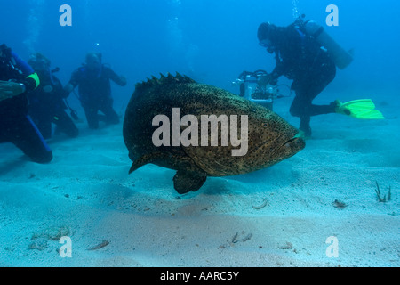 Goliath Zackenbarsch Epinephelus Itajara und Taucher Melasse Reef Key Largo Florida USA Atlantik Stockfoto