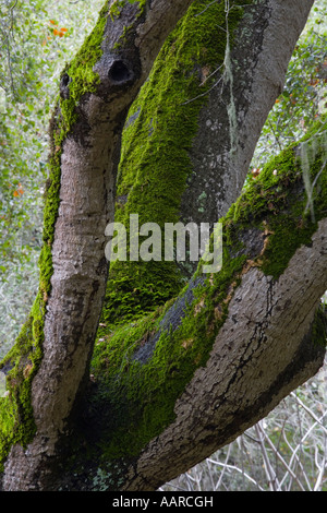 Eichen, die während der Regenzeit in GARLAND REGIONAL PARK CARMEL VALLEY Kalifornien im grünen Moos bedeckt Stockfoto