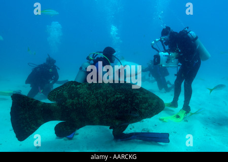 Taucher, Krankenschwester Haie Ginglymostoma Cirratum und ein Goliath Zackenbarsch Epinephelus Itajara Melasse Reef Key Largo Florida USA Stockfoto