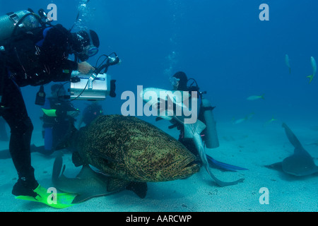 Taucher, Krankenschwester Haie Ginglymostoma Cirratum und ein Goliath Zackenbarsch Epinephelus Itajara Melasse Reef Key Largo Florida USA Stockfoto