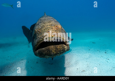 Goliath Zackenbarsch Epinephelus Itajara Melasse Reef Key Largo Florida USA Atlantik Stockfoto