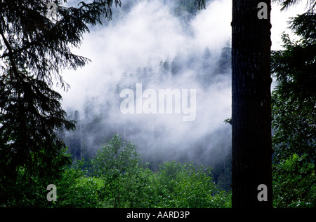 HOH RAIN FOREST im Durchschnitt 240 Zoll Regen pro Jahr Olympischen Nationalpark WASHINGTON Stockfoto