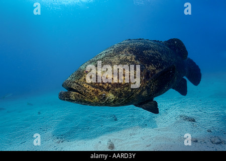 Goliath Zackenbarsch Epinephelus Itajara Melasse Reef Key Largo Florida USA Stockfoto
