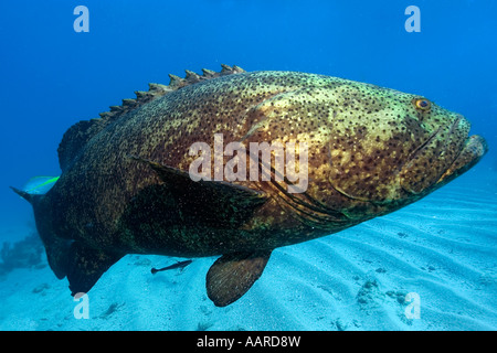 Goliath Zackenbarsch Epinephelus Itajara Melasse Reef Key Largo Florida USA Stockfoto