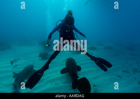 Taucher spaltet Beine auseinander für die Übergabe von Goliath Zackenbarsch Epinephelus Itajara Melasse Reef Key Largo Florida USA Stockfoto