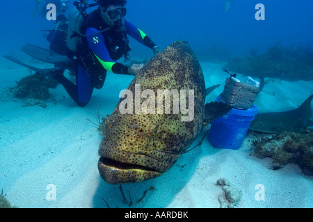 Taucher Haustiere Goliath Grouper Epinephelus Itajara Melasse Reef Key Largo Florida USA Stockfoto