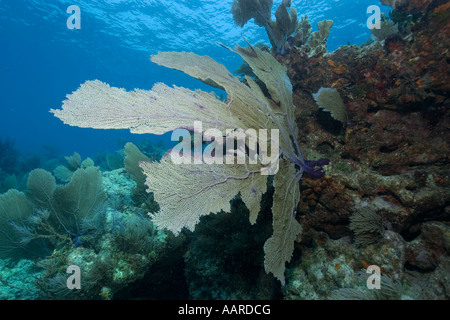 Gemeinsamen Gorgonien Gorgonia Ventalina Melasse Reef Key Largo Florida USA Stockfoto