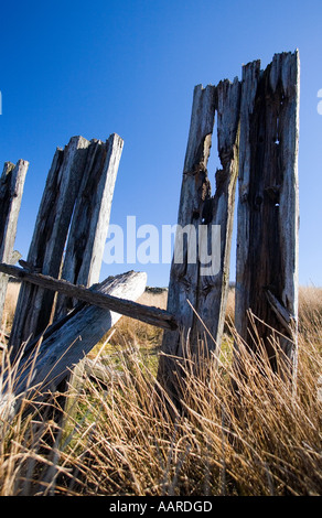 Verwitterte Hölzer. Alten Zaun Linie Hölzer verfallenden anmutig zurück in Landschaft Stockfoto