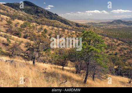 High Chaparral Coronado National Memorial Arizona Stockfoto