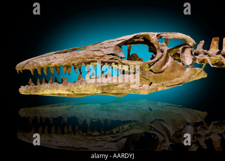 Marine Reptil Mosasaurus Kreidezeit Ozeane Belgien Stockfoto