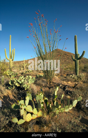 Blühender Ocotillo Saguaro Opuntia Kaktus in der Sonora-Wüste Stockfoto