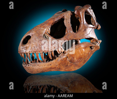 Dinosaurier Schädel Tyrannosaurus rex Stockfoto