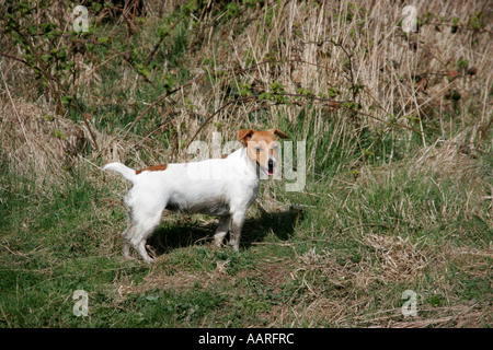 Jack Russell Terrier mit kupierte Rute in einem Feld in der Sonne stehen und keuchend Stockfoto