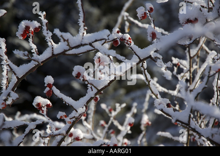 Frankreich-lans-En-Vercors Beeren Zweige mit Schnee eingehüllt Stockfoto
