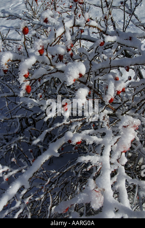 Frankreich-lans-En-Vercors Beeren Zweige mit Schnee eingehüllt Stockfoto