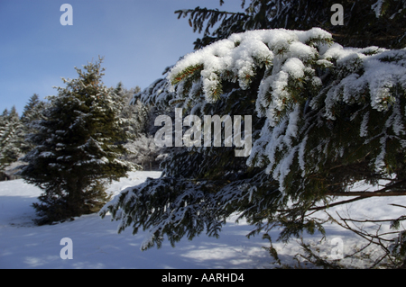 Frankreich-Lans-En-Vercors-Tanne Bäume Zweige mit Schnee eingehüllt Stockfoto