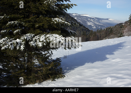 Frankreich-Lans-En-Vercors-Tanne Bäume Zweige mit Schnee eingehüllt Stockfoto