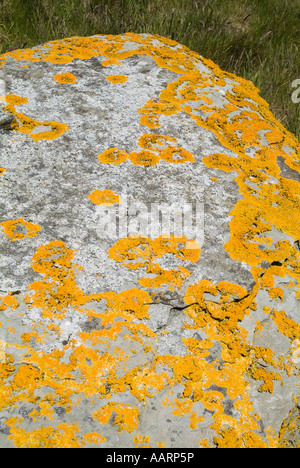 dh LICHEN UK Lichen on Boulder Lecanora Xanthoria parietina Lichina confinis Steinalge Pilz Pilz Gestein Stockfoto
