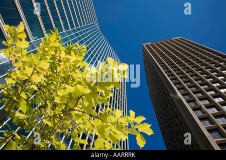 Grüner Baumblätter gegen moderne Glas- und konkrete Hochhaus-Architektur Vancouver Kanada Stockfoto