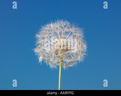 Ziegen Bart Saatgut Kopf oder Jack gehen zu Bett vor Mittag Tragapogon Pratensis Surrey England wilde Blume Stockfoto