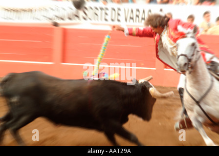 Ein Picador auf dem Pferderücken ersticht den Stier mit einem anderen blühenden Bandeirilhas bei einem Stierkampf in Graciosa, Azoren, Portugal Stockfoto