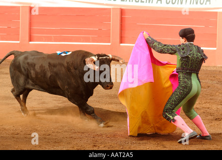 Ein Matador fördert einen Stier mit seinen bunten Mantel bei einem Stierkampf in Graciosa, Azoren, Portugal zu belasten. Stockfoto