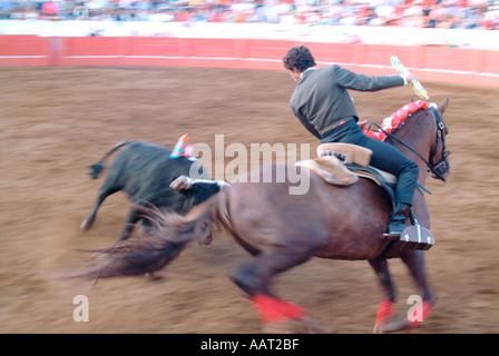 Ein Picador auf dem Pferderücken vermeidet die Ladung eines Stiers während des Tragens der blühenden Bandeirilhas bei einem Stierkampf auf den Azoren Stockfoto