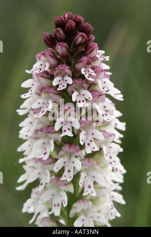 Verbrannte Orchidee Neotinea Ustulata frühen Form voll Blütenstand Stockfoto