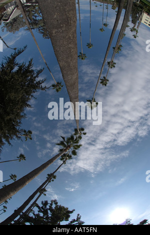 Palmen-Los Angeles-Kalifornien Stockfoto