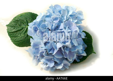 Blaue Hortensie Blumen Stockfoto