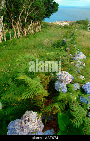 Hortensien in einem Feld oberhalb der Stadt Lages auf der Insel Flores auf den Azoren Stockfoto