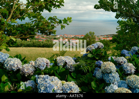 Hortensien in einem Feld oberhalb der Stadt Lages auf der Insel Flores auf den Azoren Stockfoto