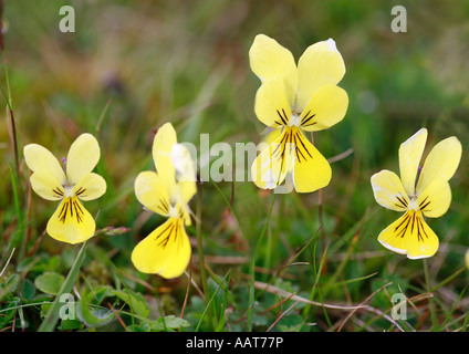Vier Berge Stiefmütterchen Viola lutea-Blumen Stockfoto