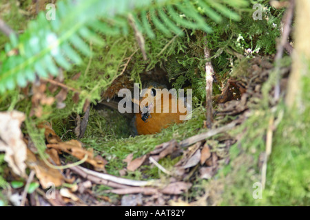 ROBIN ERITHACUS RUBECULA AM NEST MIT KLEINEN JUNGEN Stockfoto