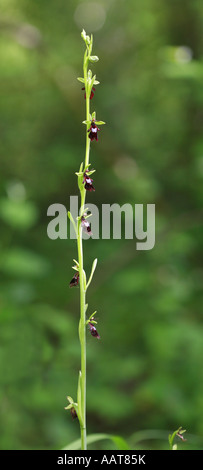 Große Blütenstand von fliegen Orchidee Ophrys insectifera Stockfoto