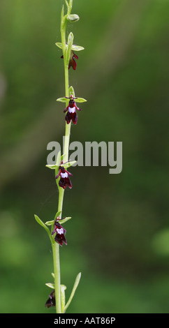 Große Blütenstand von fliegen Orchidee Ophrys insectifera Stockfoto