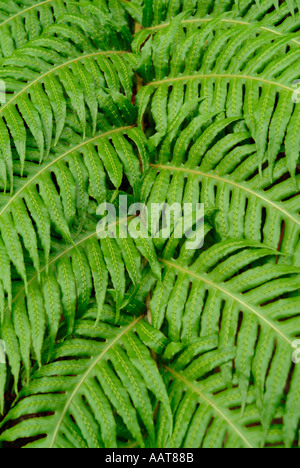 Nahaufnahme einer Pflanze Farn Stockfoto