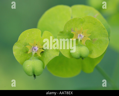 Holz Wolfsmilch Euphorbia Amygdaloides Detail der Halbmond geformte Blume Hochblätter und Samenkapseln Stockfoto