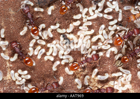 Ameisen, die Larven Gattung wahrscheinlich eher Formica Central Pennsylvania Stockfoto