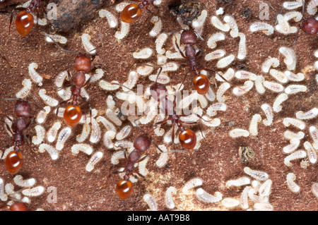 Ameisen, die Larven Gattung wahrscheinlich eher Formica Central Pennsylvania Stockfoto