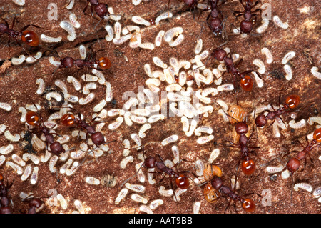 Ameisen, die Larven Gattung wahrscheinlich eher Formica Central Pennsylvania Stockfoto