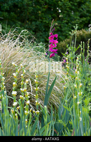 Gladiolus Communis Subsp Byzantinus unter Sisyrinchium striatum Stockfoto
