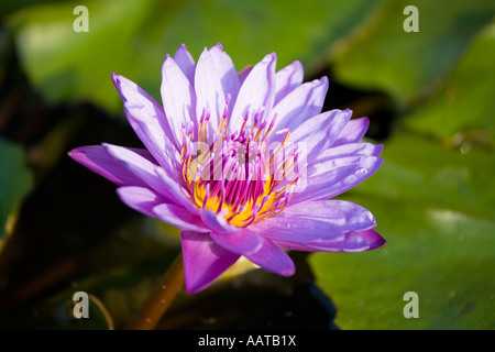 Seerosen im Teich Stockfoto